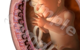 Fetus2.jpg