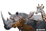 Animal horns.jpg